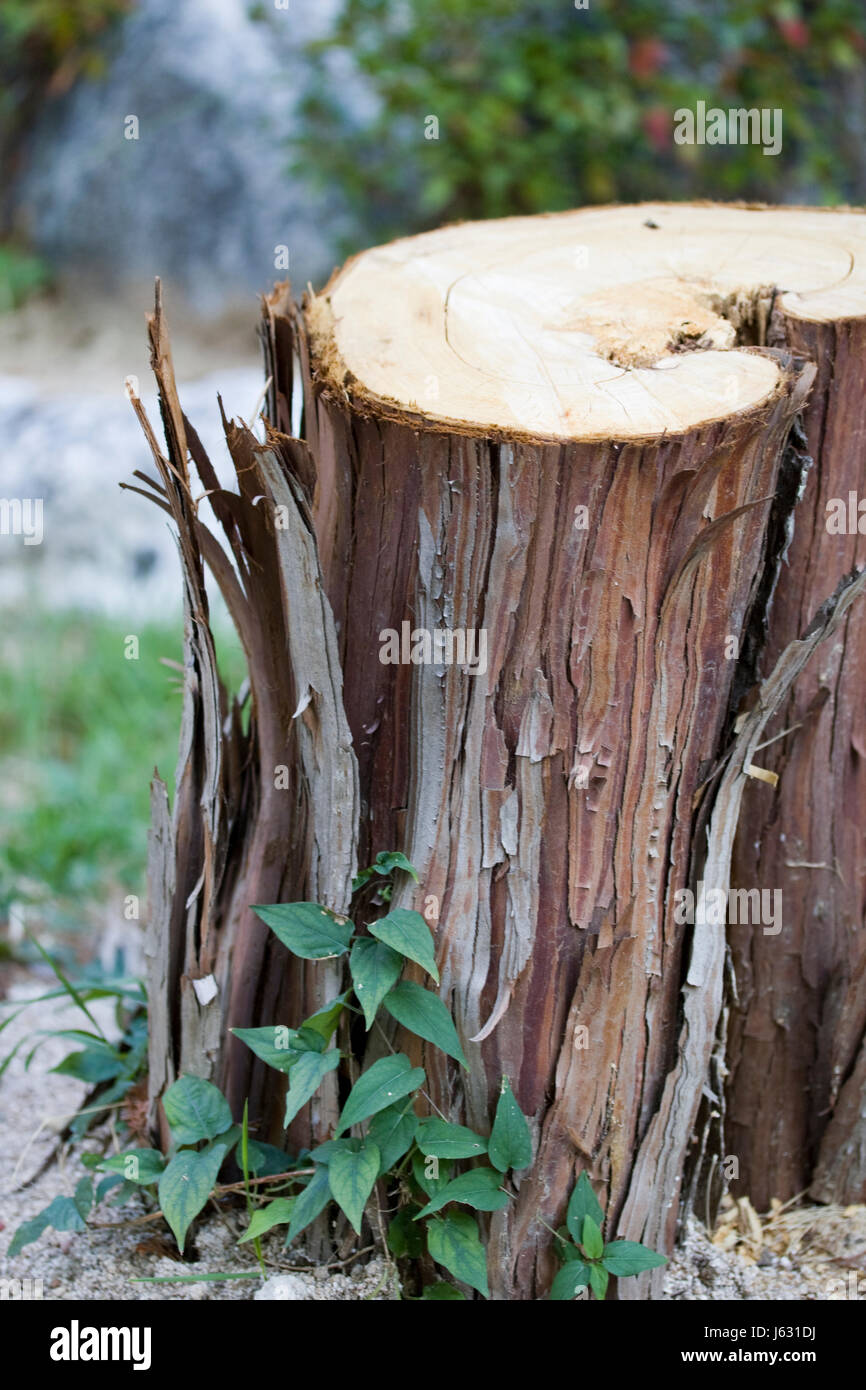 gefällte Baum Stockfoto