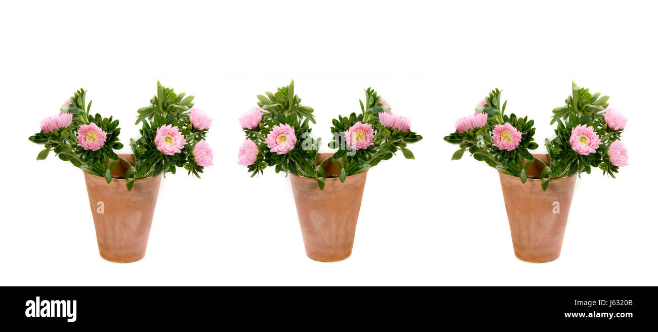 Blume Pflanze Blumen Vasen Bukett drei Dahlie Sträuße Vase Makro Nahaufnahme Stockfoto