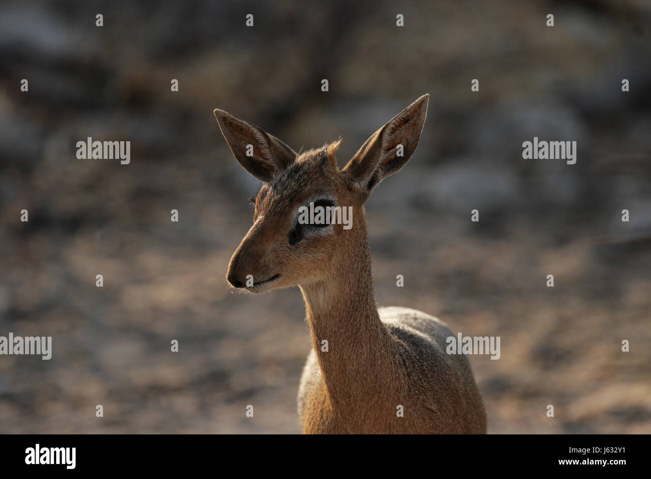 Damara Dik (Madoqua Damarensis) Stockfoto