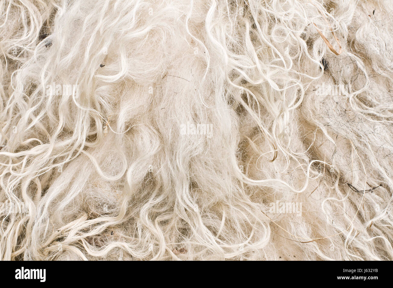 kalten Haare Schafe Wolle Haare Wärme Wärme kalte Haare Schafwolle weben stricken Filz Stockfoto