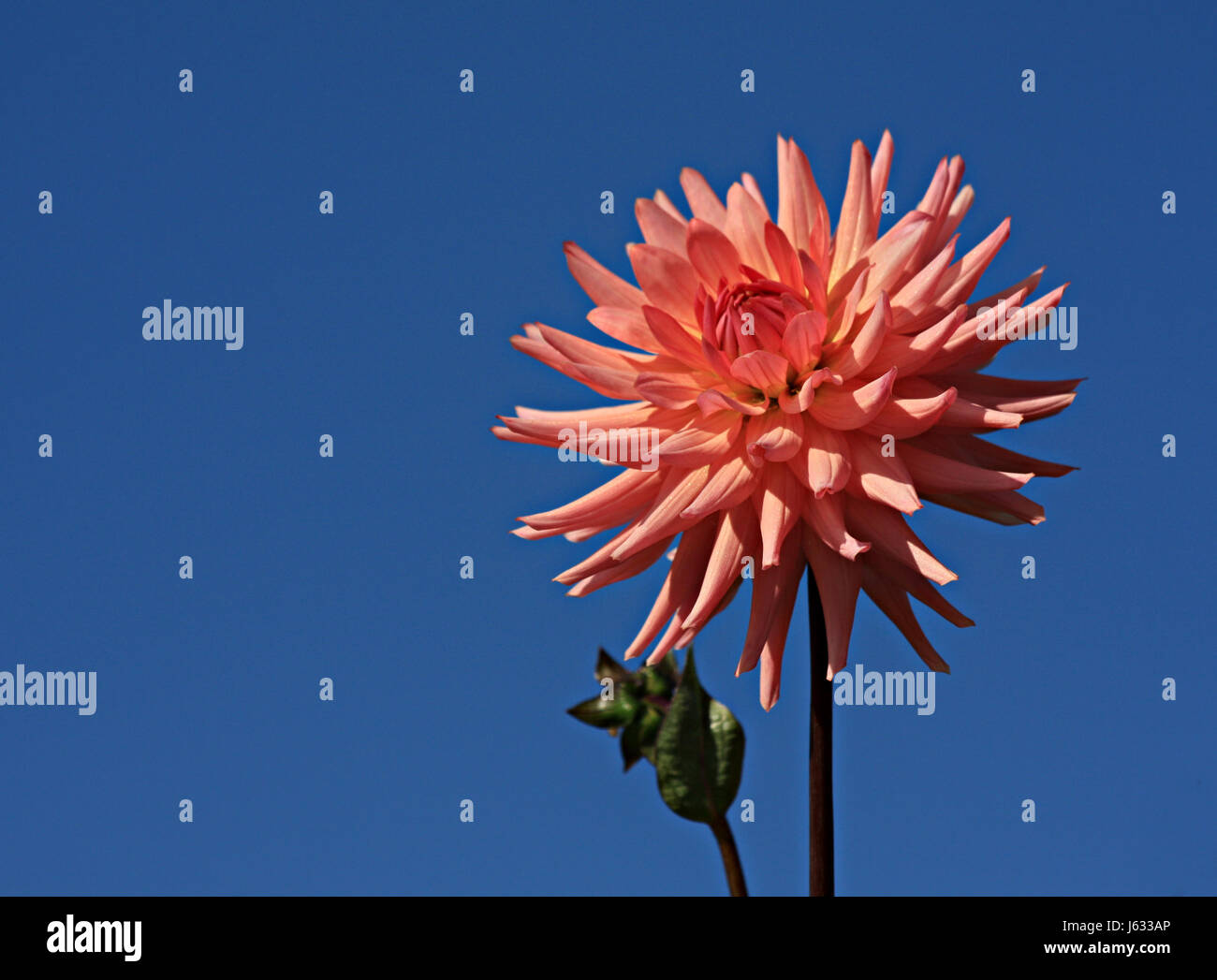 Makro Nahaufnahme Makro Aufnahme Nahaufnahme Blick Blume Pflanze Blüte Blüte Stockfoto