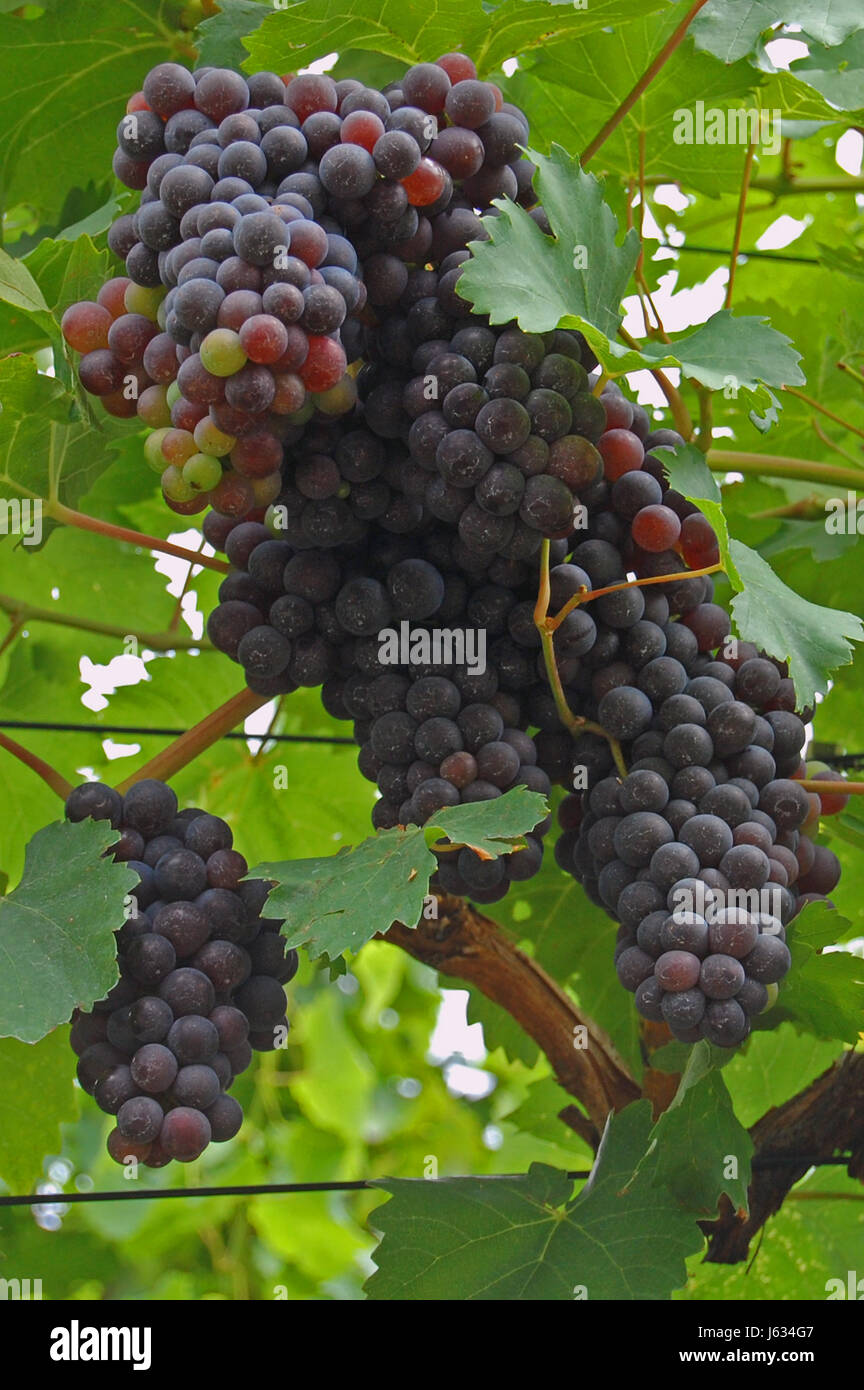 Trauben Wein rot Wein Weinberg Obst gemeinsame Weinreben Weinstock Trauben Reben Stockfoto