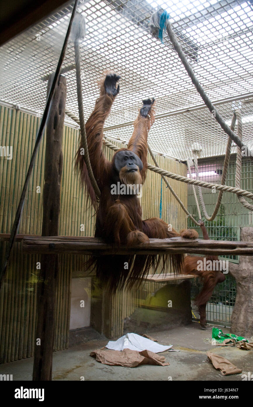 tierische Menschenaffen Tier Menschenaffen Orang-Utan Hominidae trockennasenaffen Stockfoto