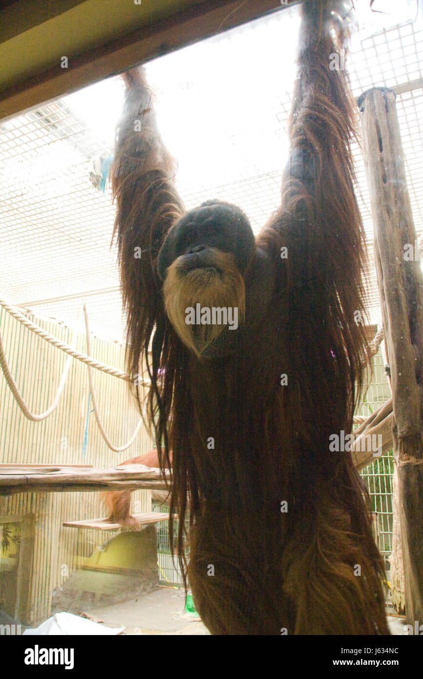 tierische Menschenaffen Tier Menschenaffen Orang-Utan Hominidae trockennasenaffen Stockfoto