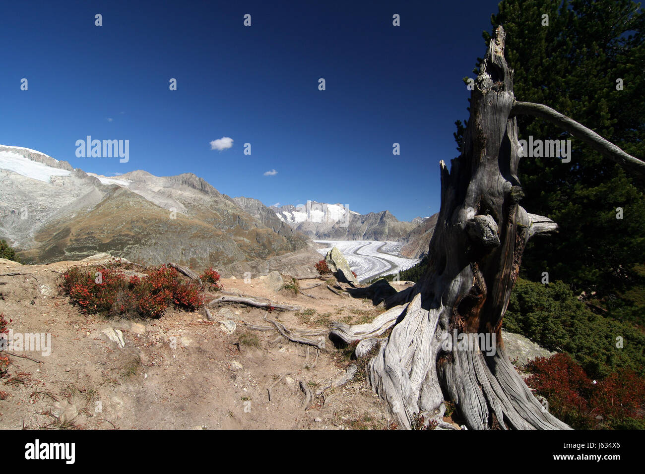 Baum der Schweiz Gletscher Wallis stumpf Baum Berge Alpen der Schweiz Eis Haken Stockfoto