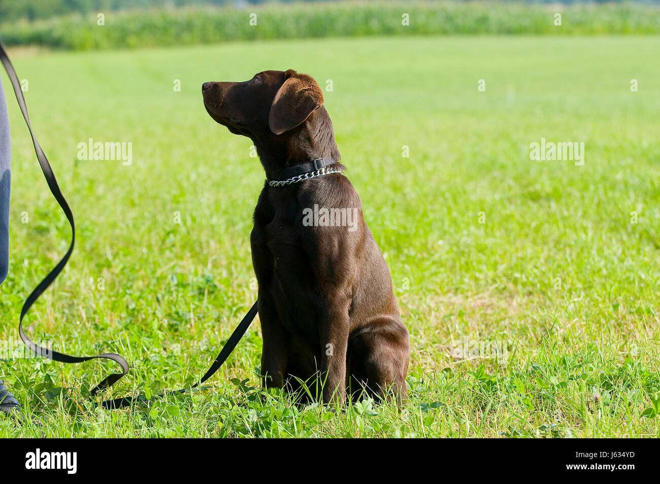 Haustier braun bräunlich Brünette Hund Haustier braun bräunlich Brünette Haut Hund Brillanz Stockfoto