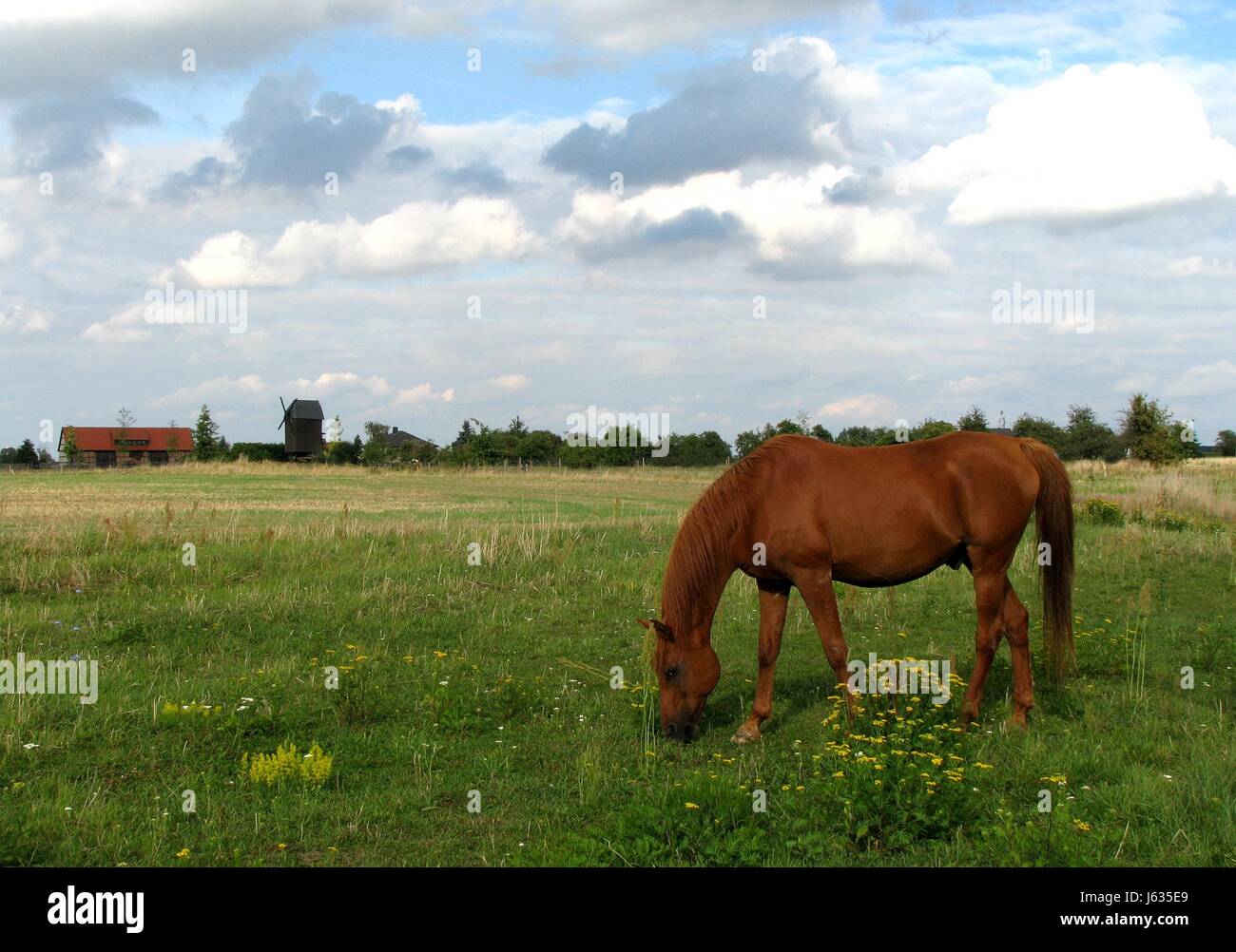 Pferd Pony arabische Mühle Landlive Natur Entspannung Pferd Pony arabische Erholung Stockfoto