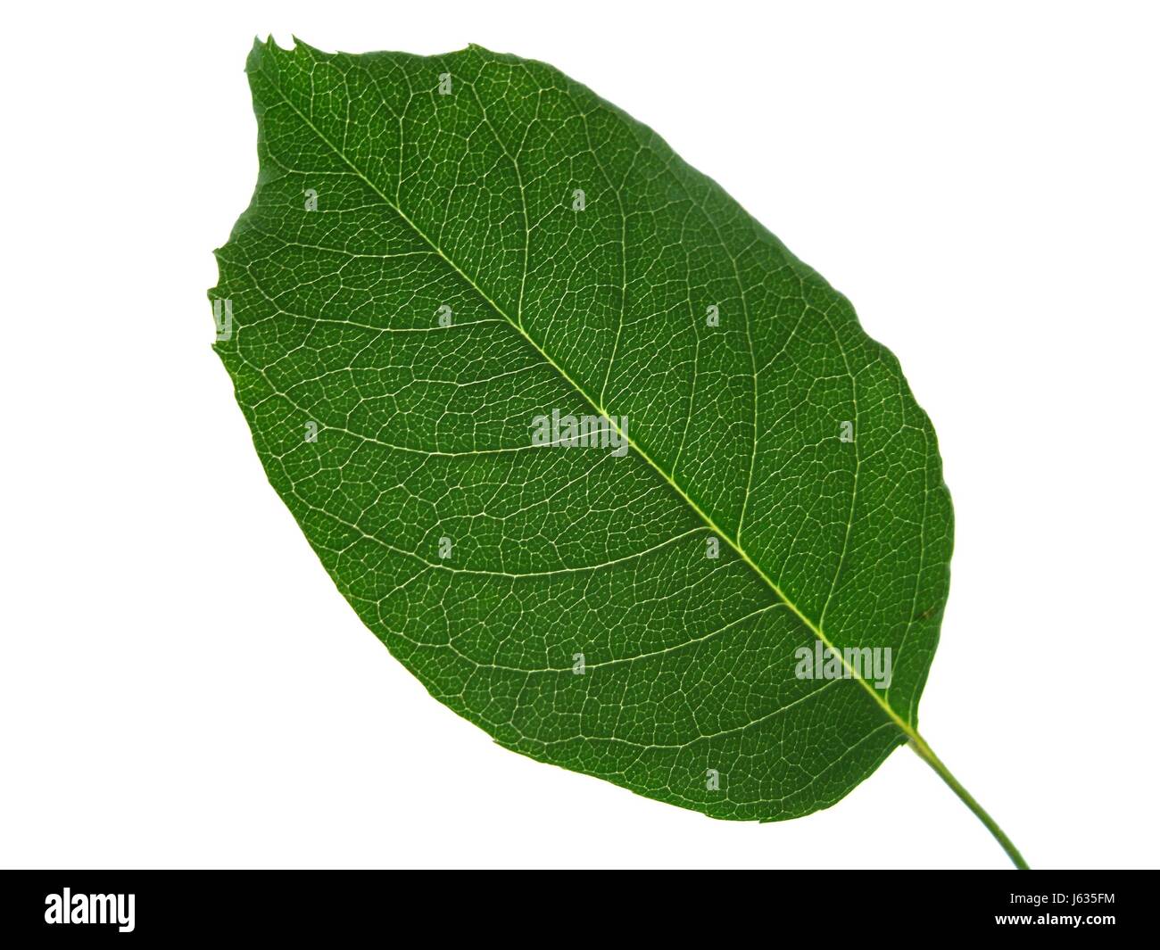 Blume rose grüne Adern Silhouette Anlagenkonzept gestalten Bildung Form Modell Stockfoto