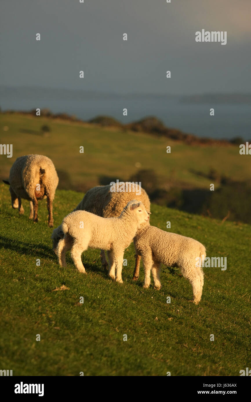 tierische Säugetier Schafe Wolle Bauernhof Tier Lamm Tier Säugetier Feld Schafe in Neuseeland Stockfoto