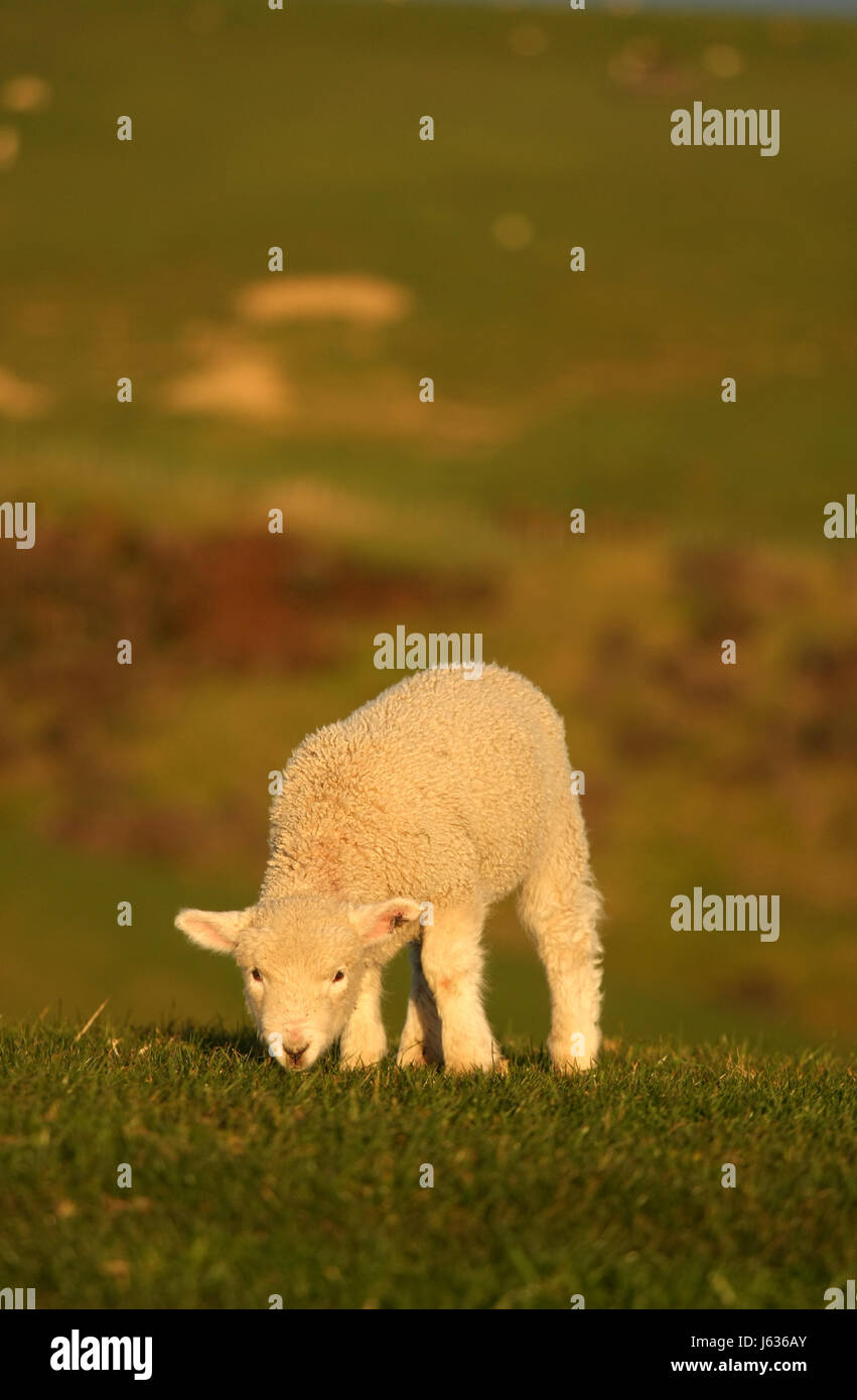 tierische Säugetier Schafe Wolle Bauernhof Tier Lamm Tier Säugetier Feld Schafe in Neuseeland Stockfoto