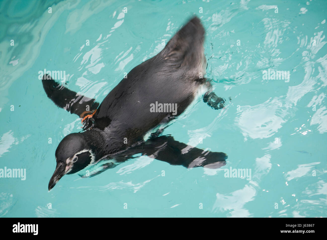 Pinguine Pinguin Schwimmen Schwimmen Schwimmen schwimmt um die Crawl Reisen  Tier zu tun Stockfotografie - Alamy