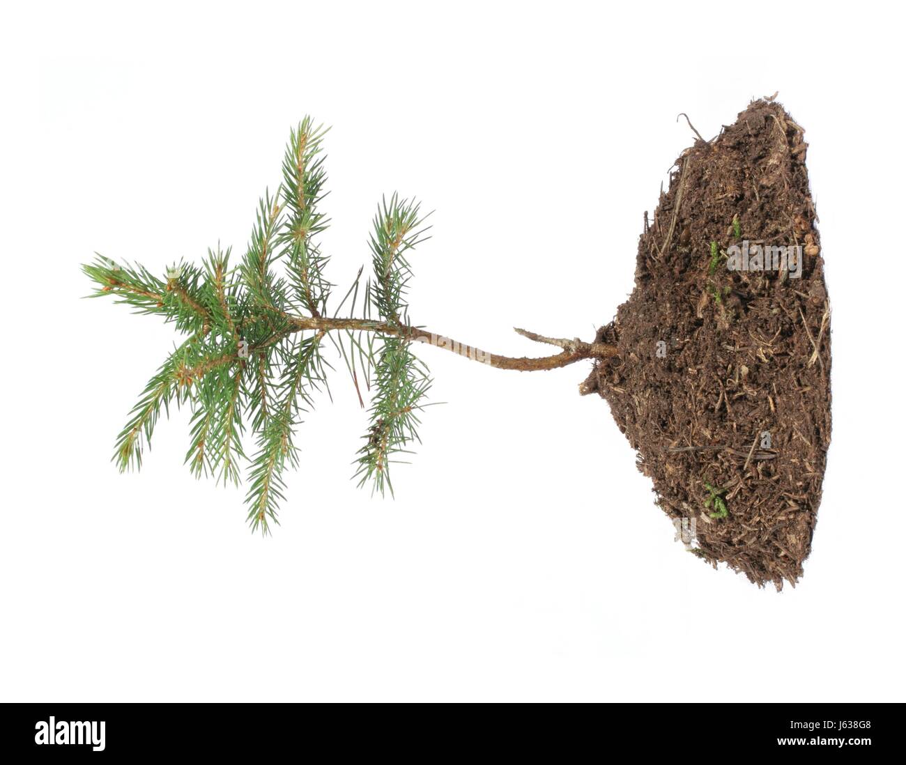 Tanne Nadelbaum Baumwachstum schießen Ableger Mutterboden Baum grüne Tanne  Nadelbaum Zucht Stockfotografie - Alamy
