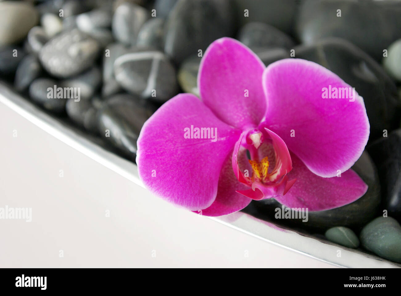 Blüte Blüten blühen blühende exotische Dekoration Schüssel Blume Orchidee Pflanze Stockfoto