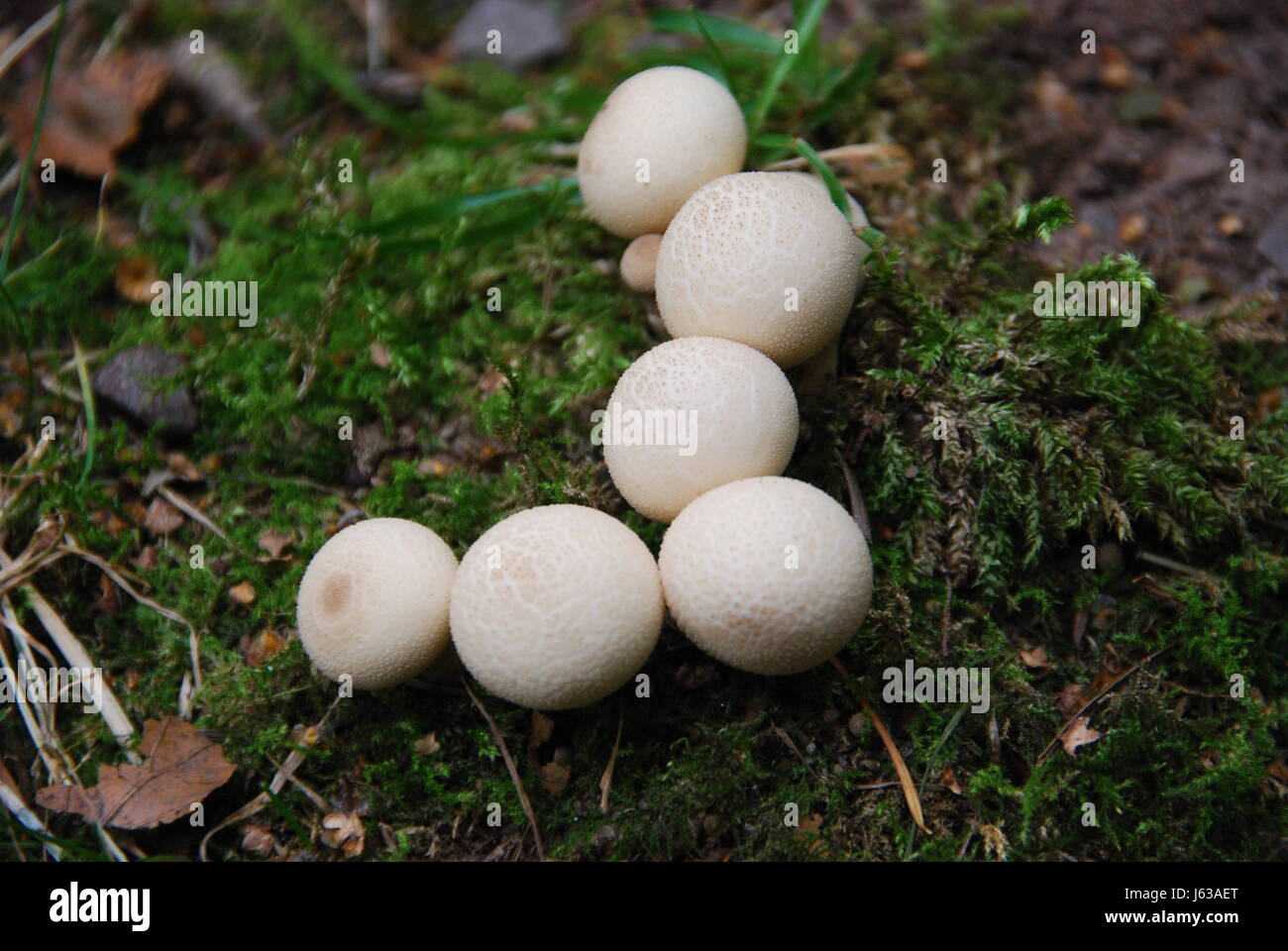 Moos Pilzen Blätter Laub hinterlässt leere europäischen kaukasischen Moos Pilze Stockfoto