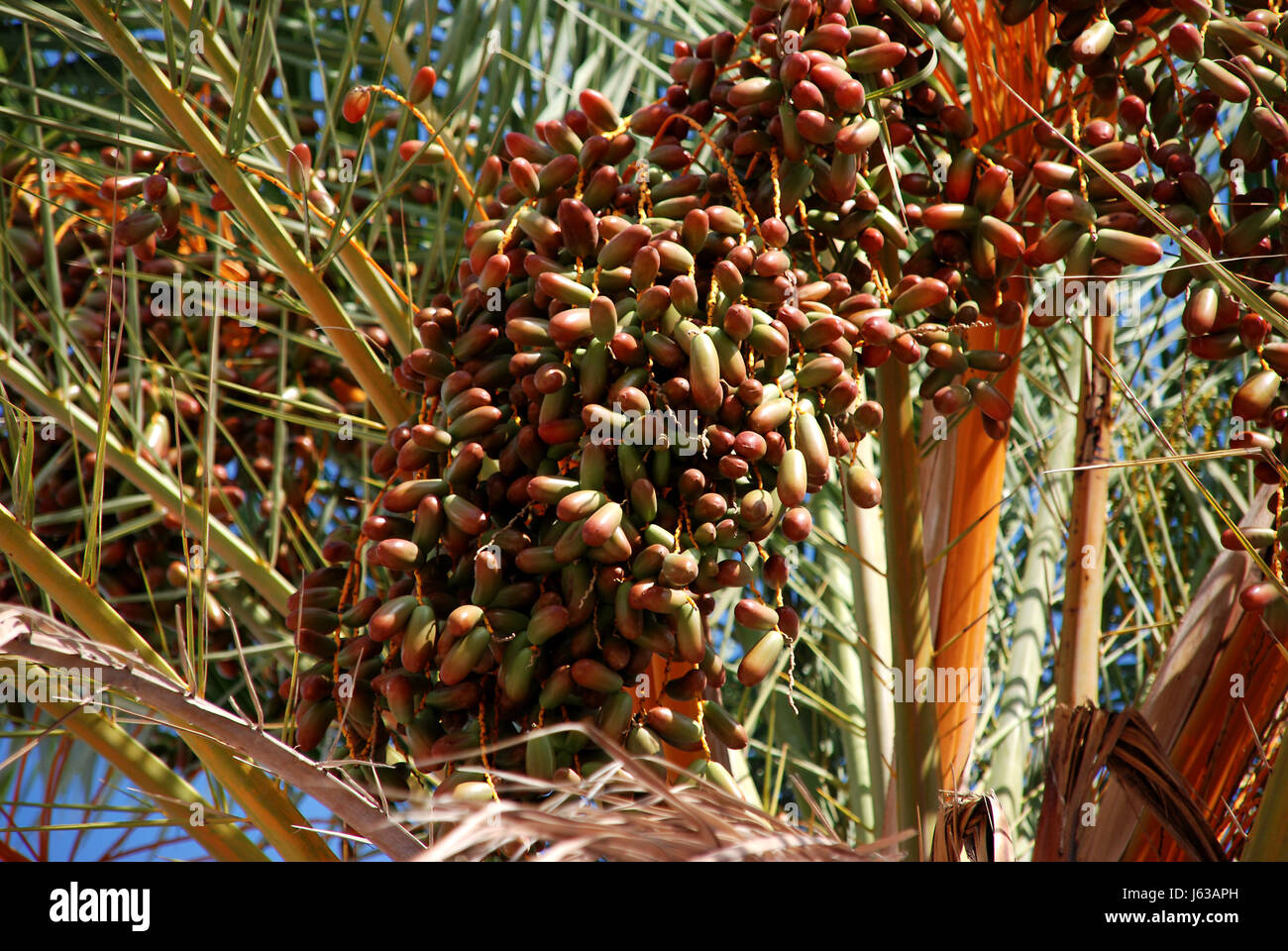 Baum Früchte palm Tree Termine Dattelpalme Datum Baum Mallorca Sommer sommerlich Spanien Stockfoto