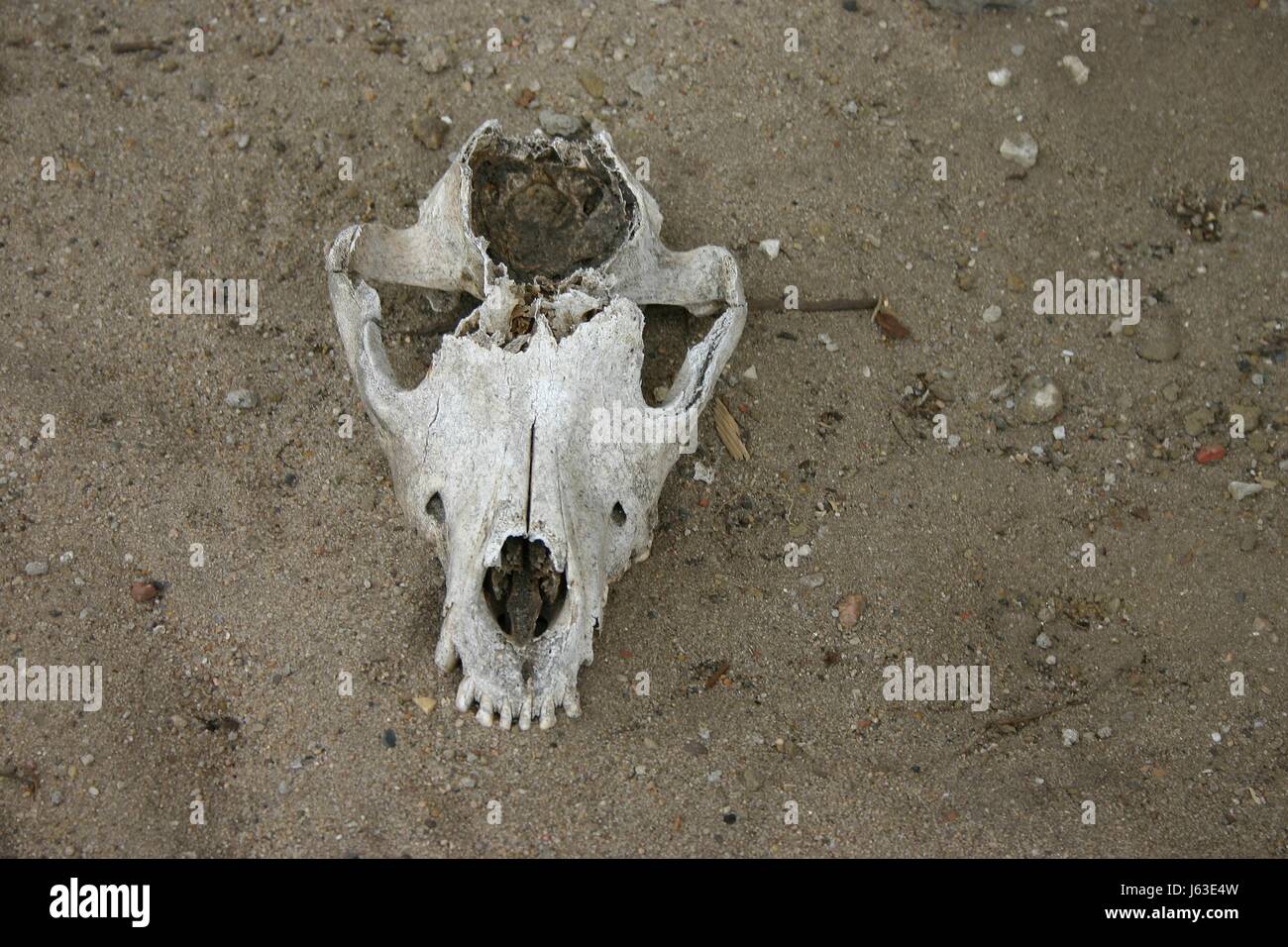 Tod tierischen Schädel Kadaver Zerfall Toten Sand sand Tod tierischen Schädel Leiche Stockfoto