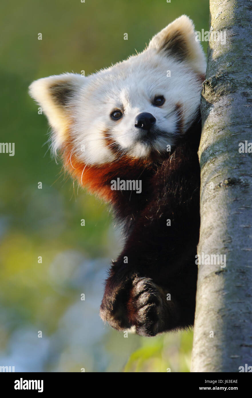Kleiner pandabaer Fotos und Bildmaterial in hoher Auflösung Alamy