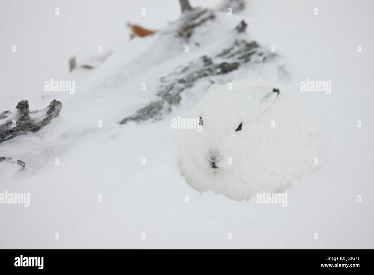 Schneehase (Lepus Arcticus), Hudson Bay, Kanada Stockfoto