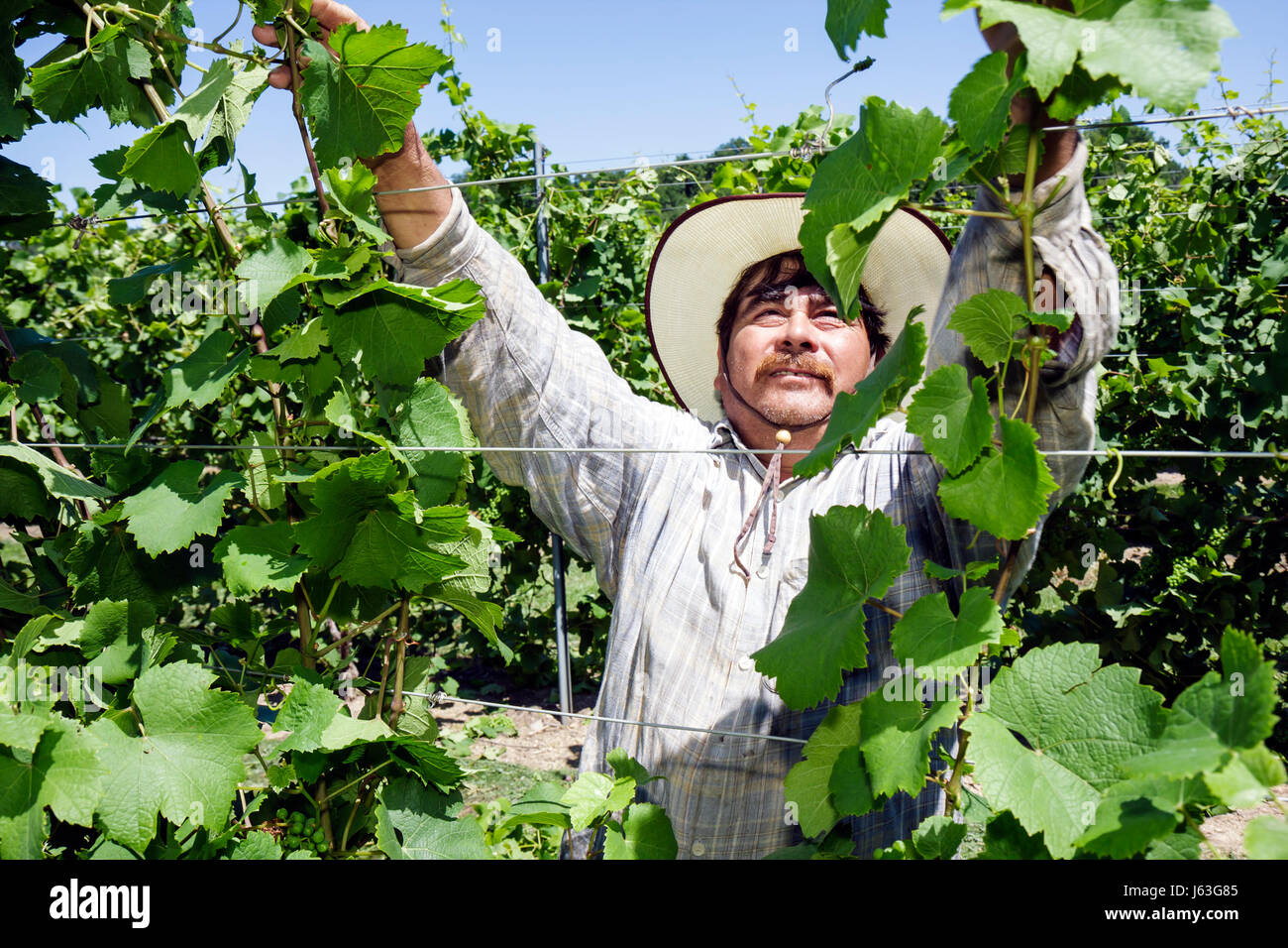 Michigan Berrien Springs, Domaine Berrien Cellars, Weingut, Trauben, Bauernhof, Weingut in Flaschen, Weinbau, hispanische Männer männlich, Migranten, Arbeiter, wor Stockfoto