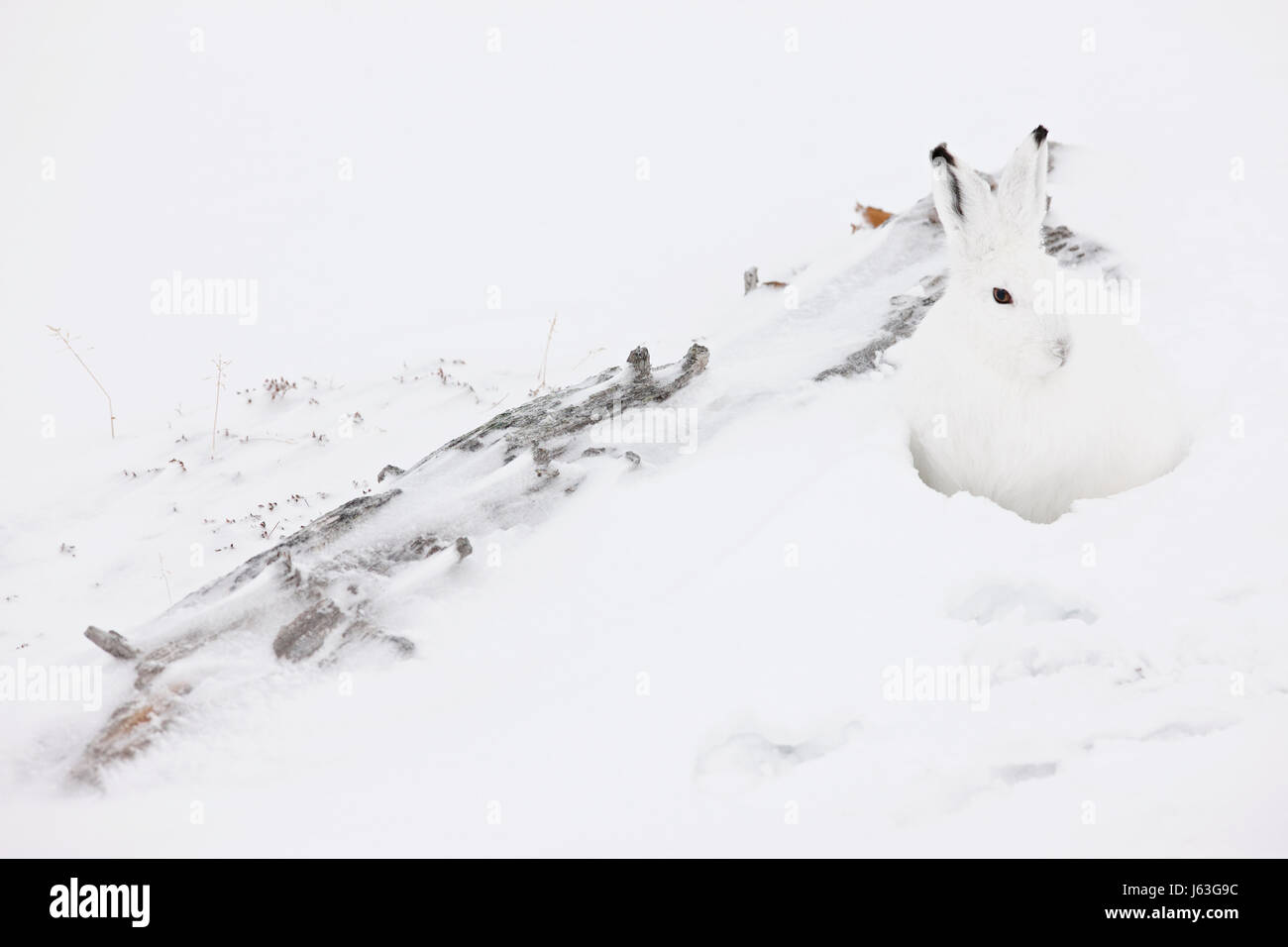 Schneehase (Lepus Arcticus), Hudson Bay, Kanada Stockfoto