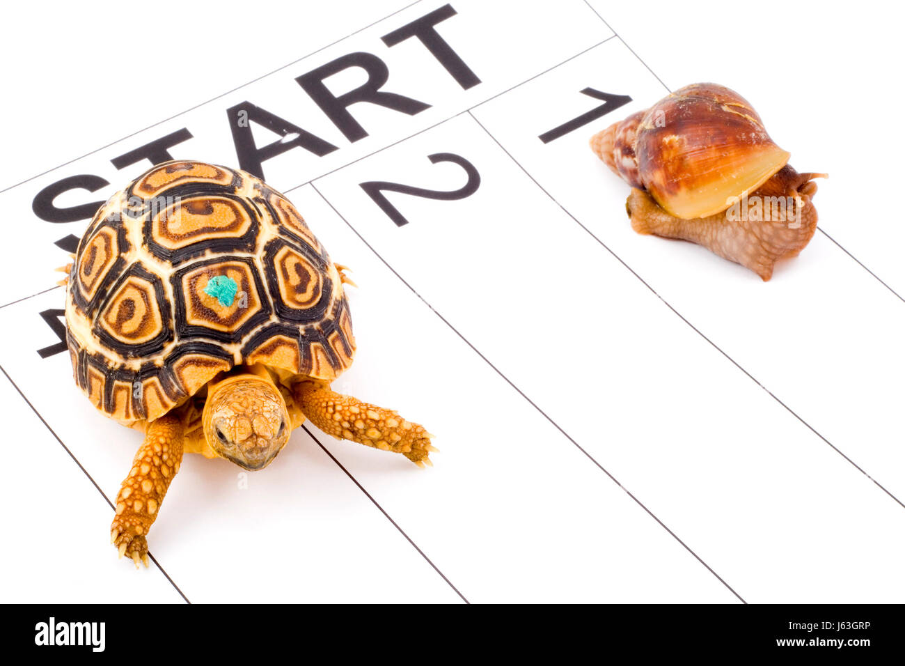 Turtle running contest -Fotos und -Bildmaterial in hoher Auflösung – Alamy