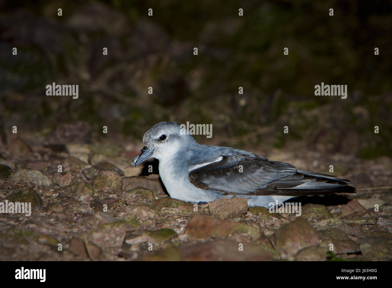 Fee Prion, Pachyptila turtur Stockfoto