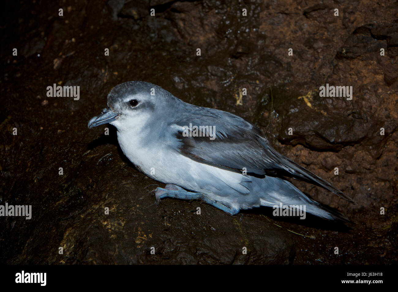 Fee Prion, Pachyptila turtur Stockfoto