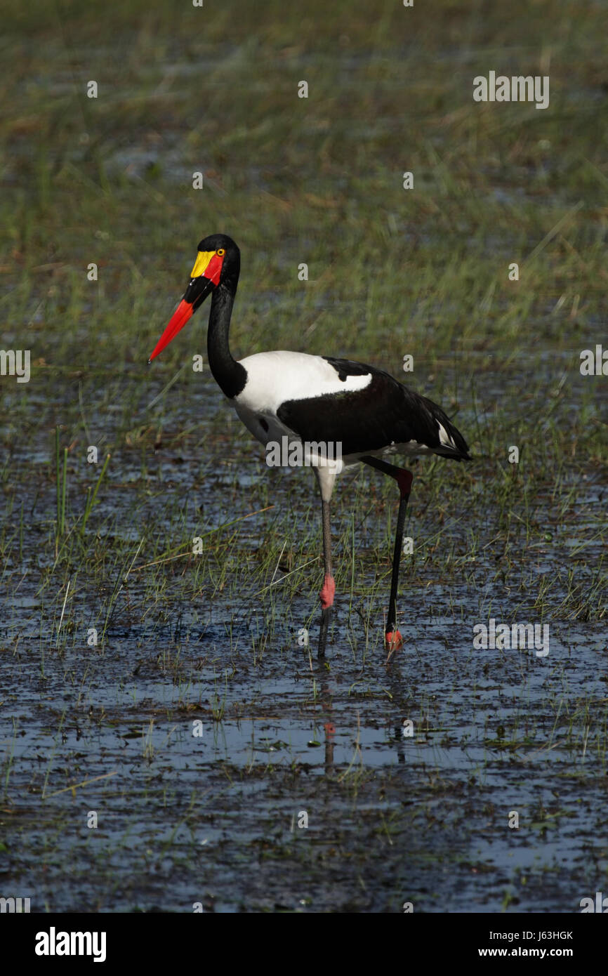 Vogel Afrika Vögel Storch Tierwelt Botswana grüne Tiere Vogel Afrika Sumpf schwarz Stockfoto