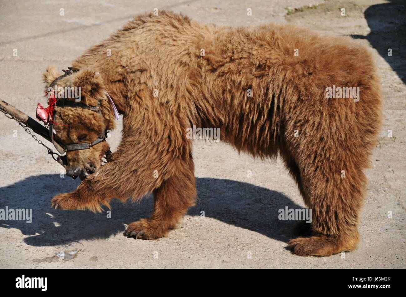 Tierschutz Nosering Grausamkeit gegenüber Tieren tanzbar tanzenden Bär Dressur Stockfoto