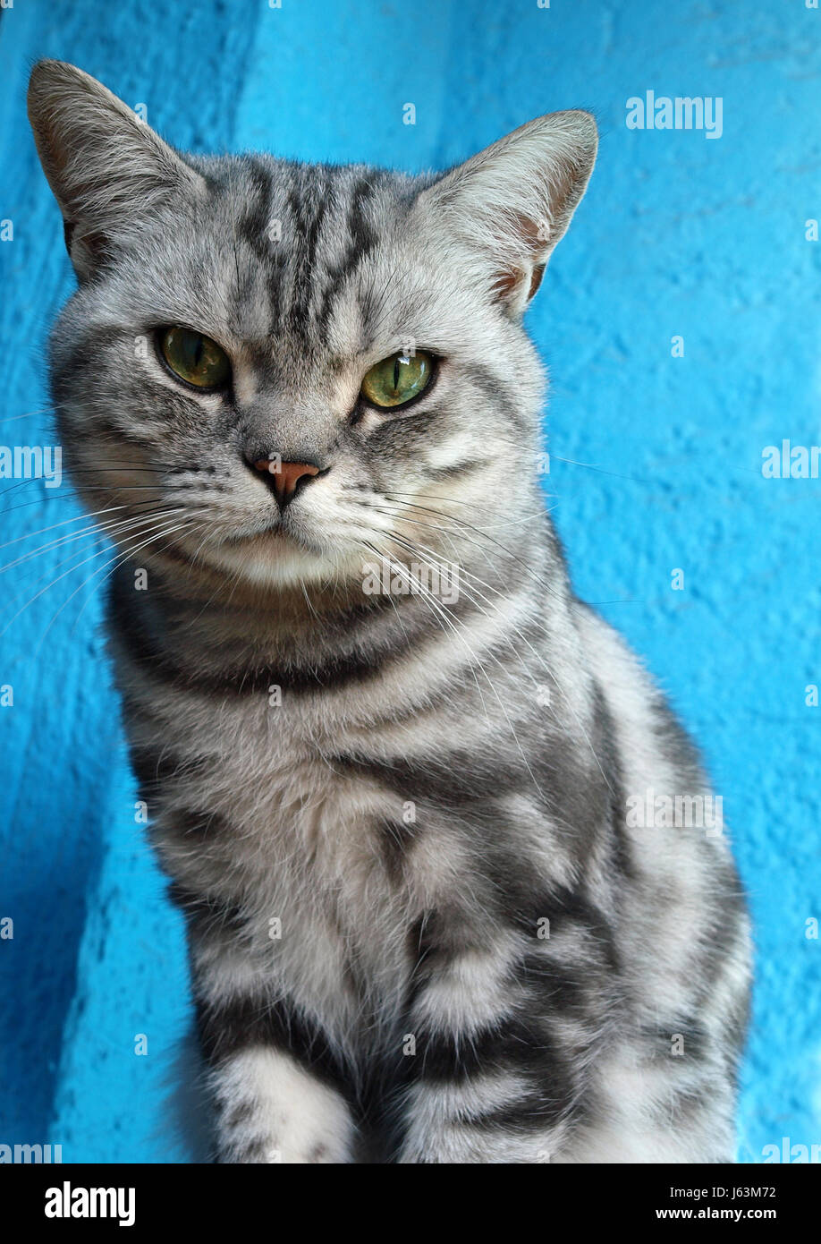 schwarze dunkelhäutige kohlschwarze tief Schwarz Silber Brittische Clasic klassische Katze kater Stockfoto