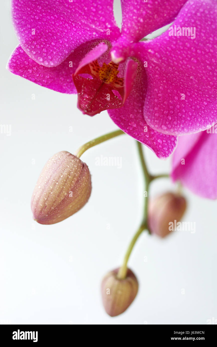 orchideenrispe Stockfoto