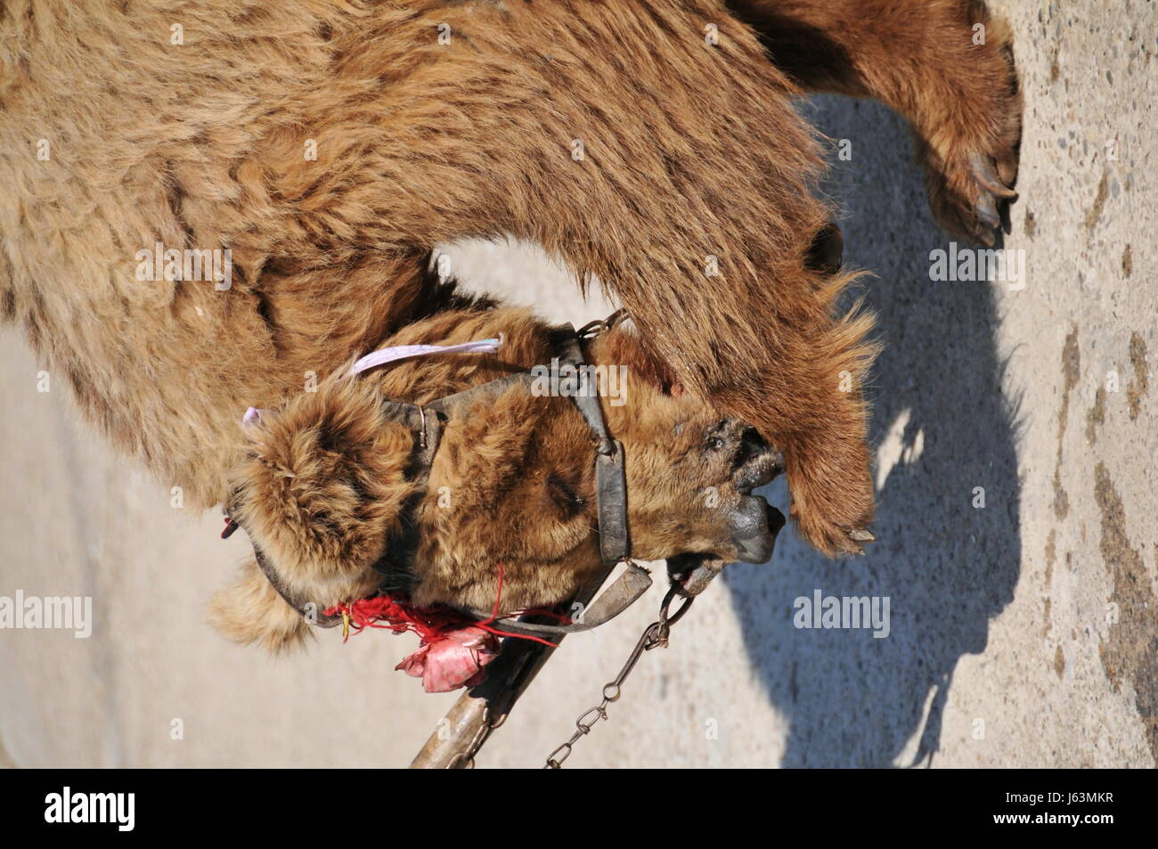 Tierschutz Nosering Grausamkeit gegenüber Tieren tanzbar tanzenden Bär Dressur Stockfoto