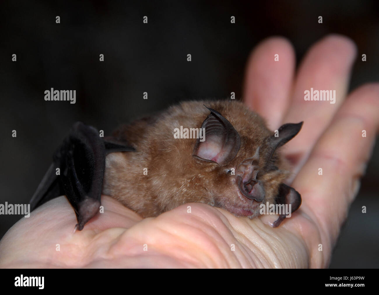 tierische Säugetier Wild bat schöne beauteously schöne kleine winzige kleine kurze Angst Stockfoto