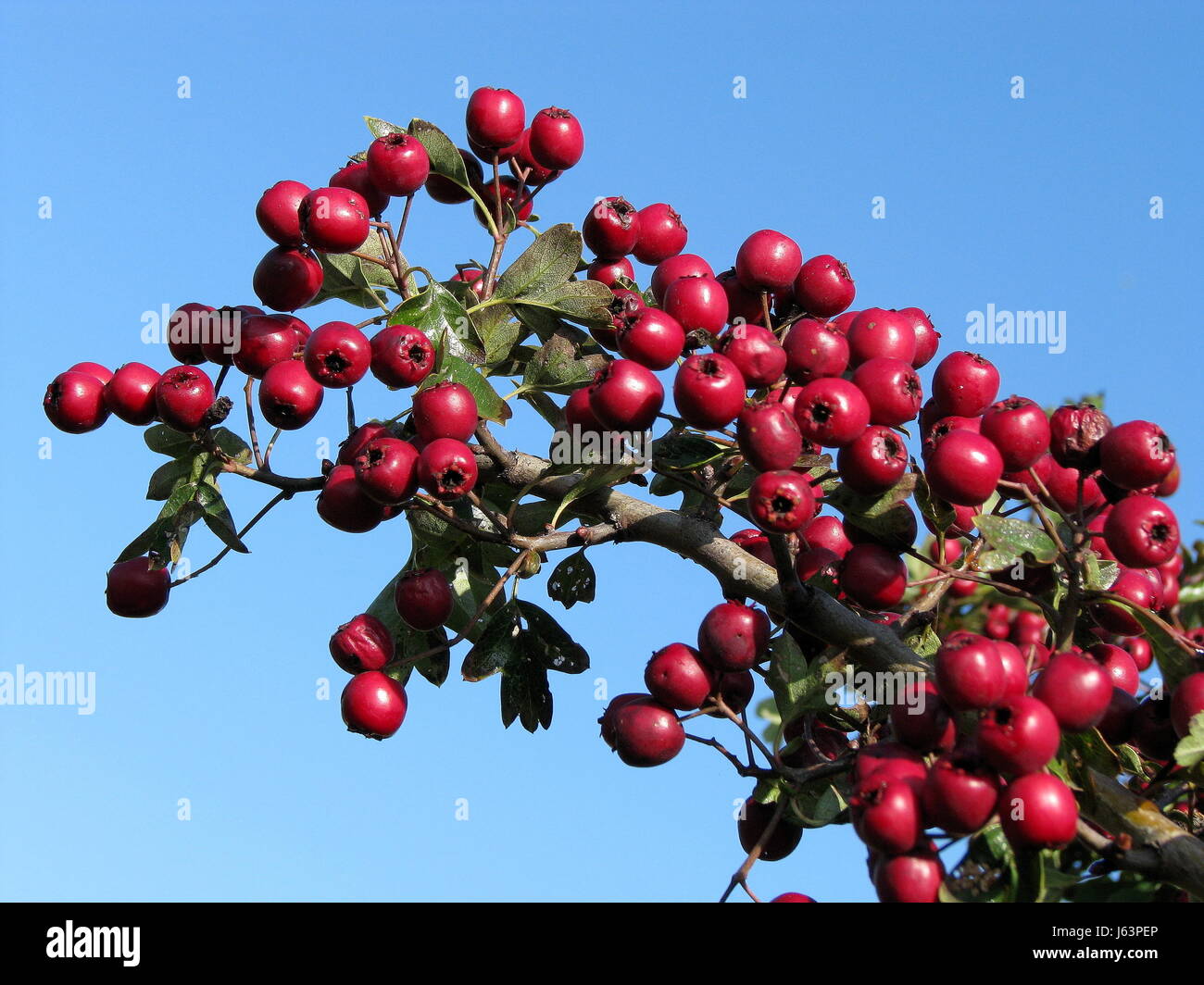 StrauchHecke Beeren Weißdorn Firmament Himmel blau grün Stammarten