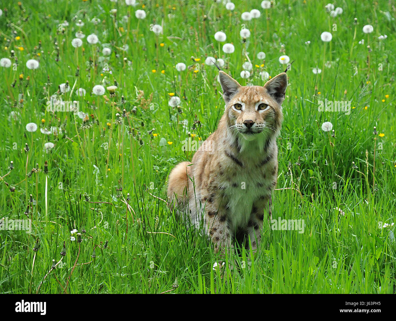 Jäger Raubkatze Raubkatze Raubtier wildcat Lynx Wiese Jäger Katzengesicht Stockfoto