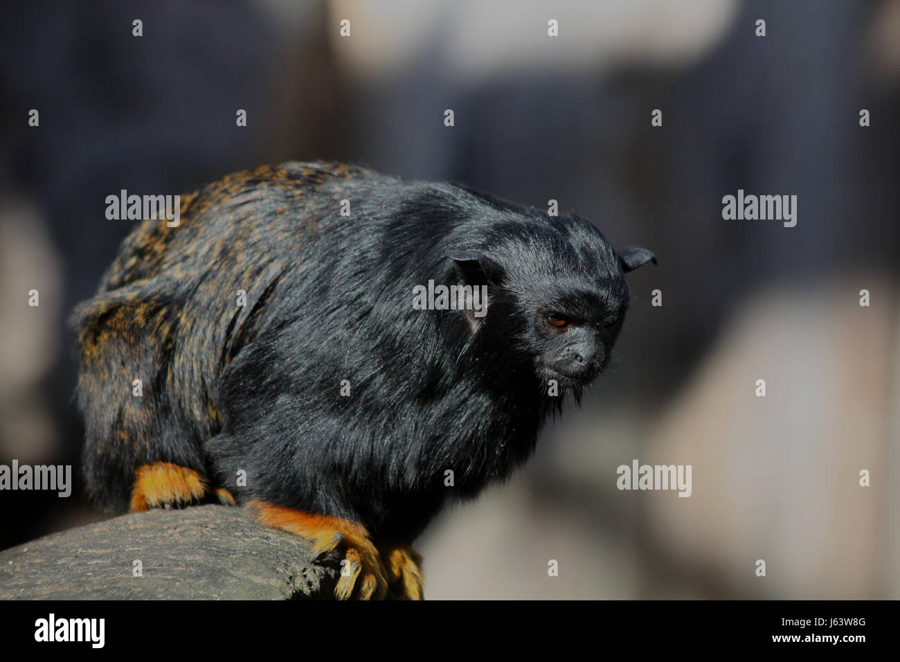 Affe droht Affe schwarz dunkelhäutigen kohlschwarze tiefschwarze kleinen winzigen Stockfoto