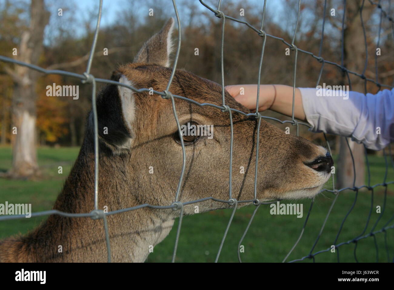 Porträt traurig Zaun Reh Damwild im Käfig Hand Baum Augen Ohren Haut Tele Sehnsucht Stockfoto