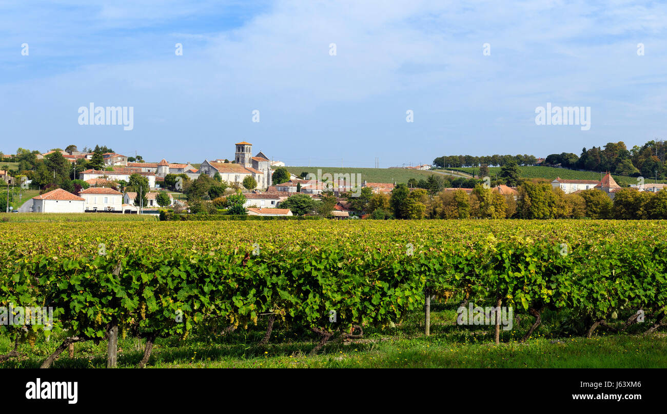 Frankreich, Charente, Juillac le Coq, das Dorf, die Kirche Saint Martin und der Weinberg Cognac Stockfoto