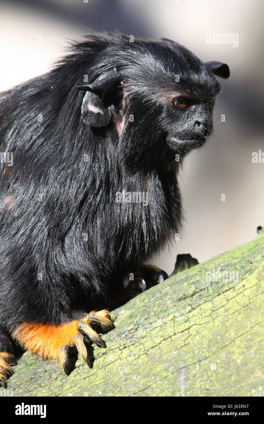Affe Tier Säugetier Affe schwarz tiefschwarz dunkelhäutigen kohlschwarze Südamerika Stockfoto