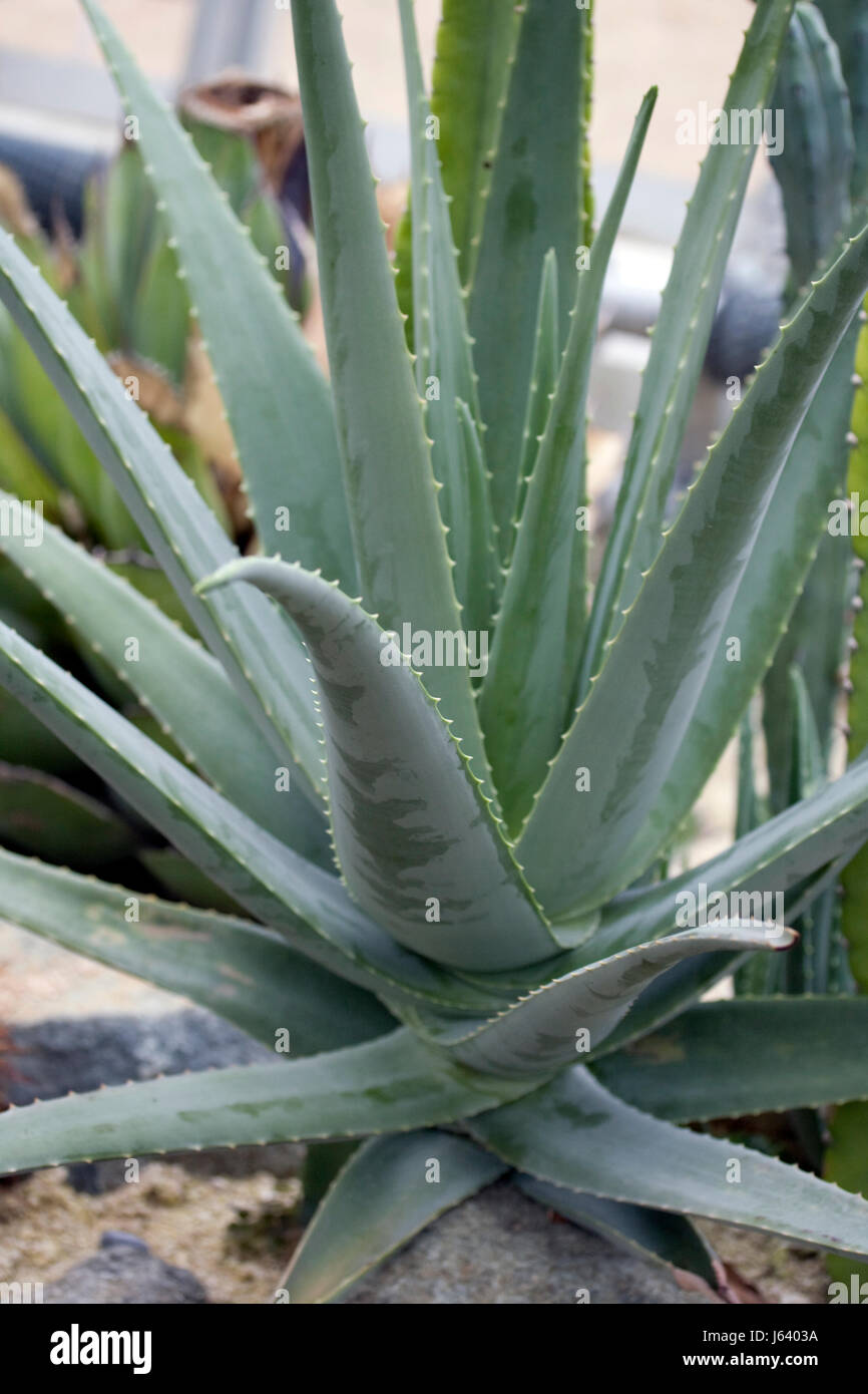 Flora-Aloe in der Nähe schöne beauteously schöne Blatt Reisen Gesundheit Makro Nahaufnahme Stockfoto