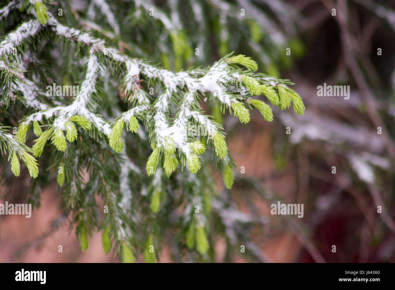Baum in den Schnee-Filialen. Foto für Ihr Design. Abnorme Wetter. Schnee im Sommer. Stockfoto