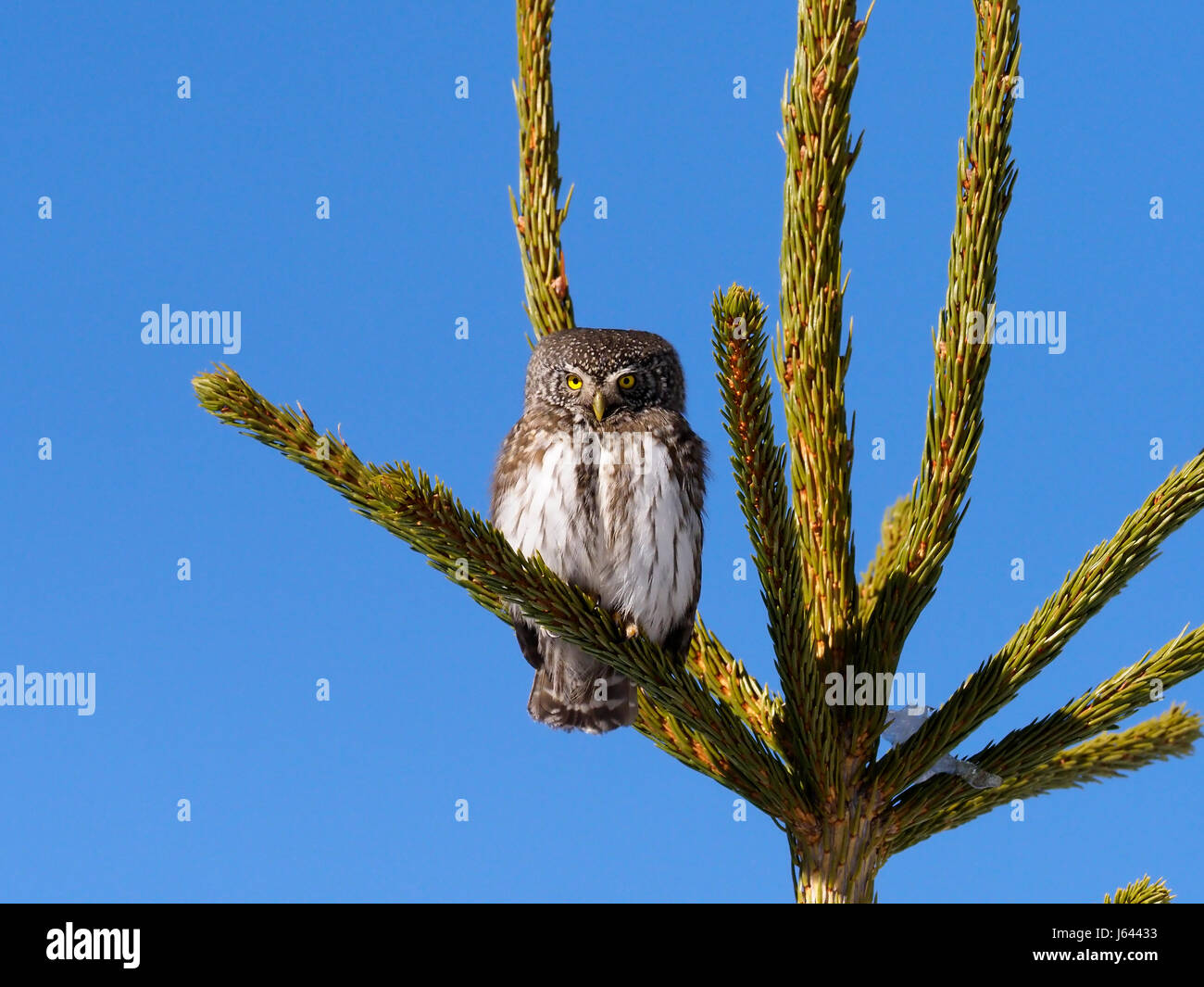 Sperlingskauz Glaucidium Passerinum, einziger Vogel auf Zweig, Bulgarien, April 2017 Stockfoto