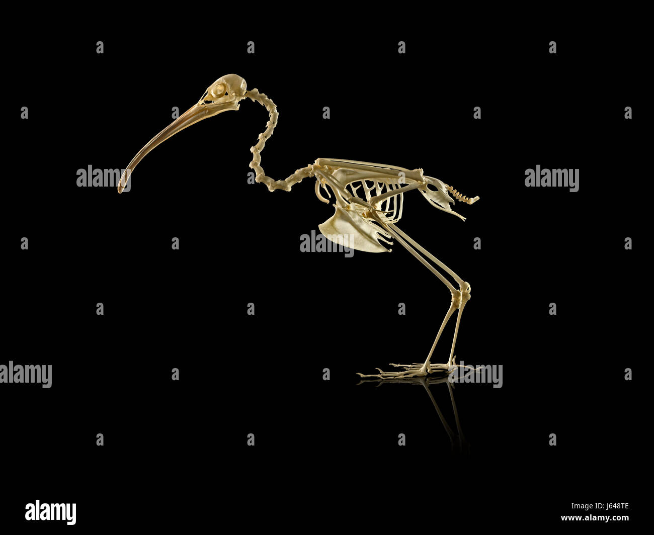 Tier- und Vogelarten Skelette Stockfoto