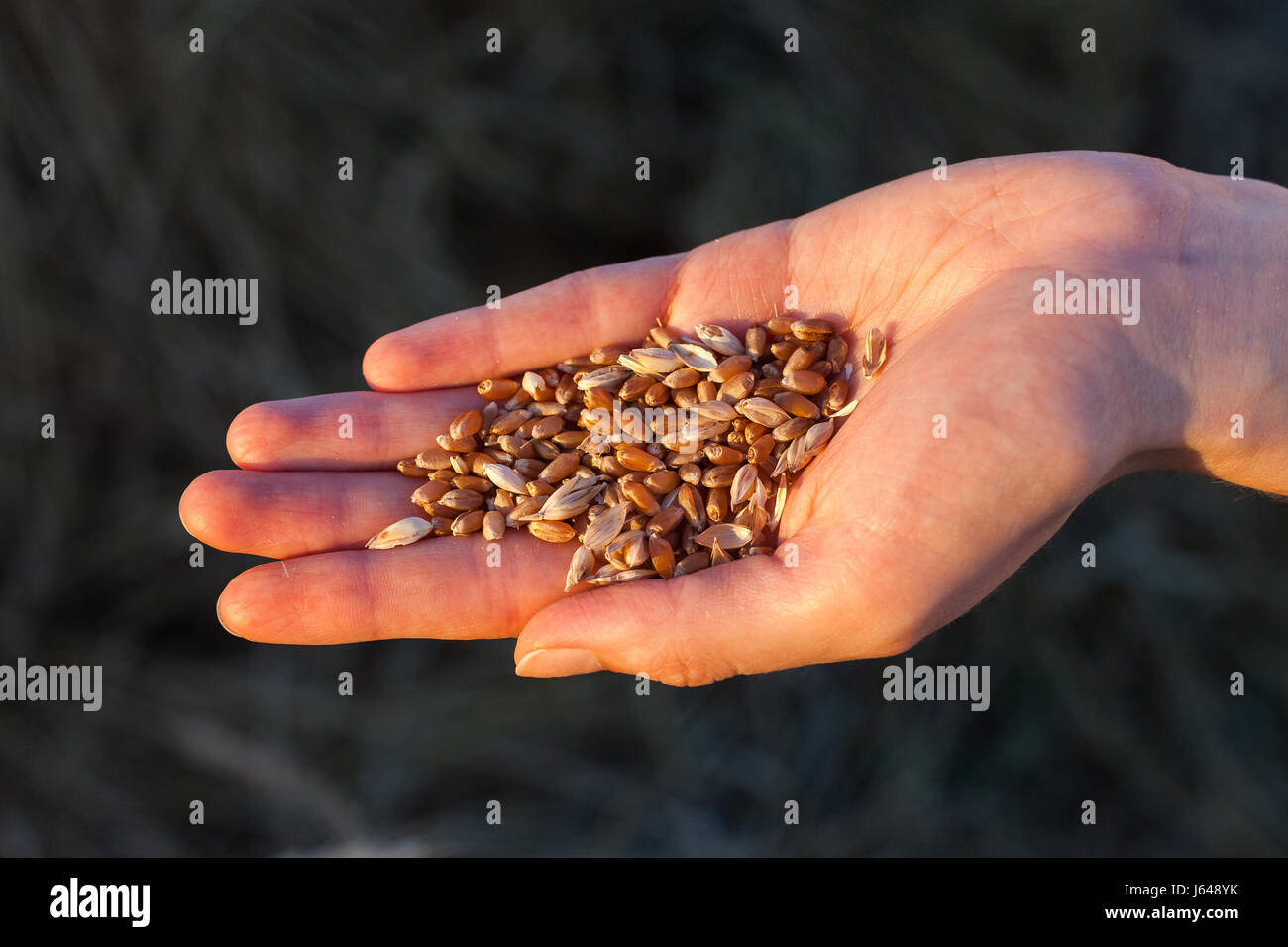 Handvoll Weizenkörner in weiblicher Hand hautnah am Boden Hintergrund. Ernte, Landwirtschaft, agronomische, Lebensmittel, Produktion, Eco-Konzept. Stockfoto