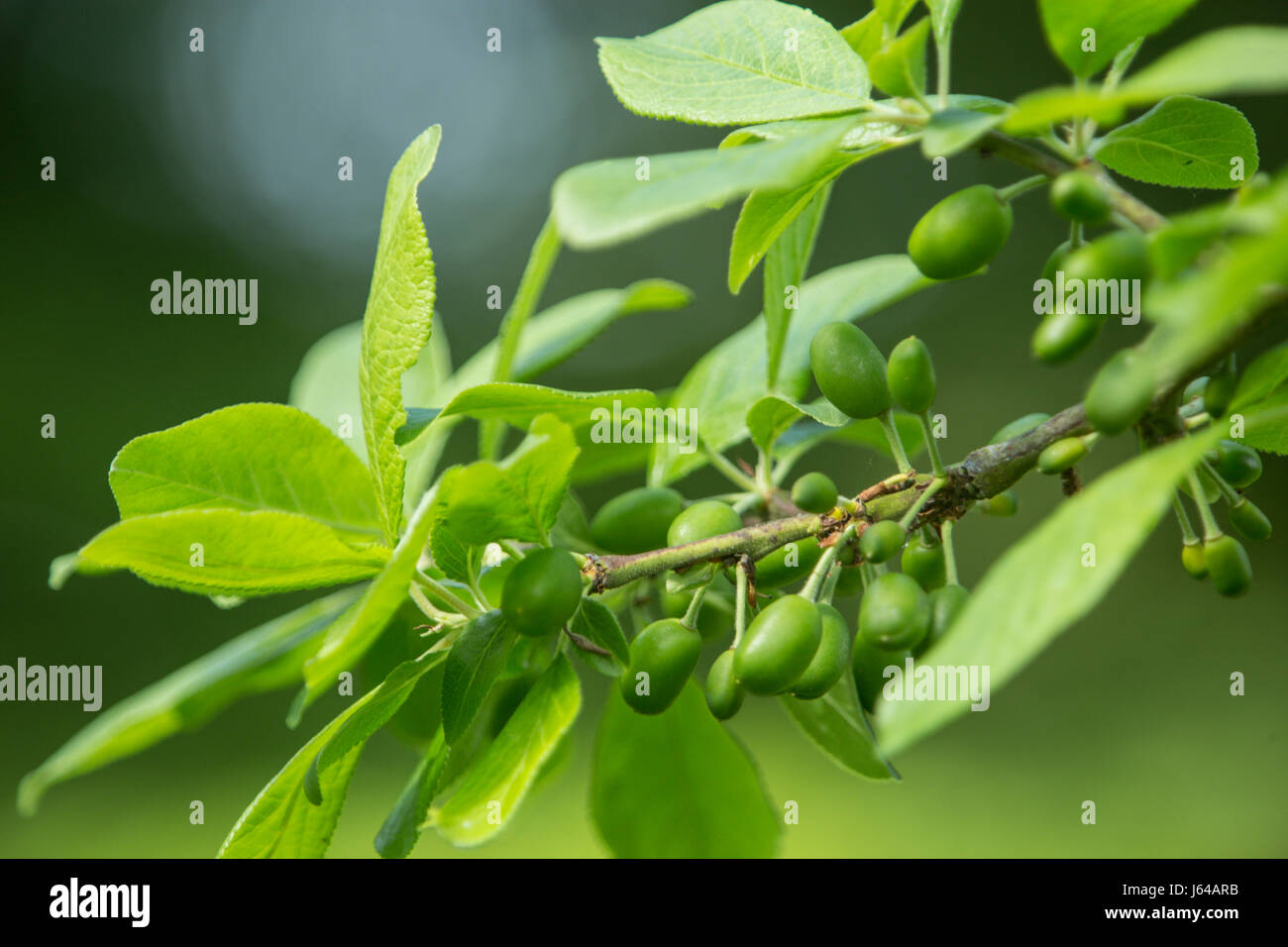 Junge Frucht bilden auf den Zweigen eine Victoria Pflaumenbaum Prunus Domestica "Victoria" Stockfoto