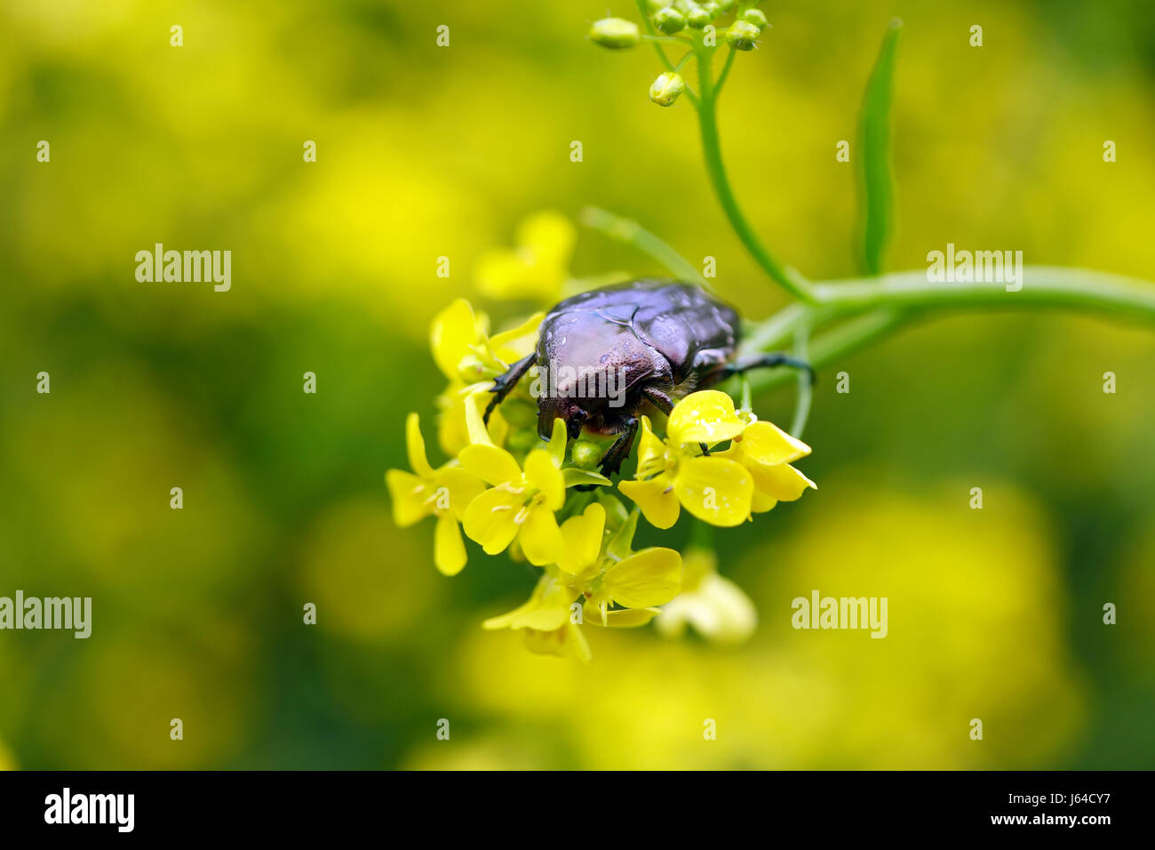 Nahaufnahme des schönen Käfer auf gelbe Wildblume Stockfoto