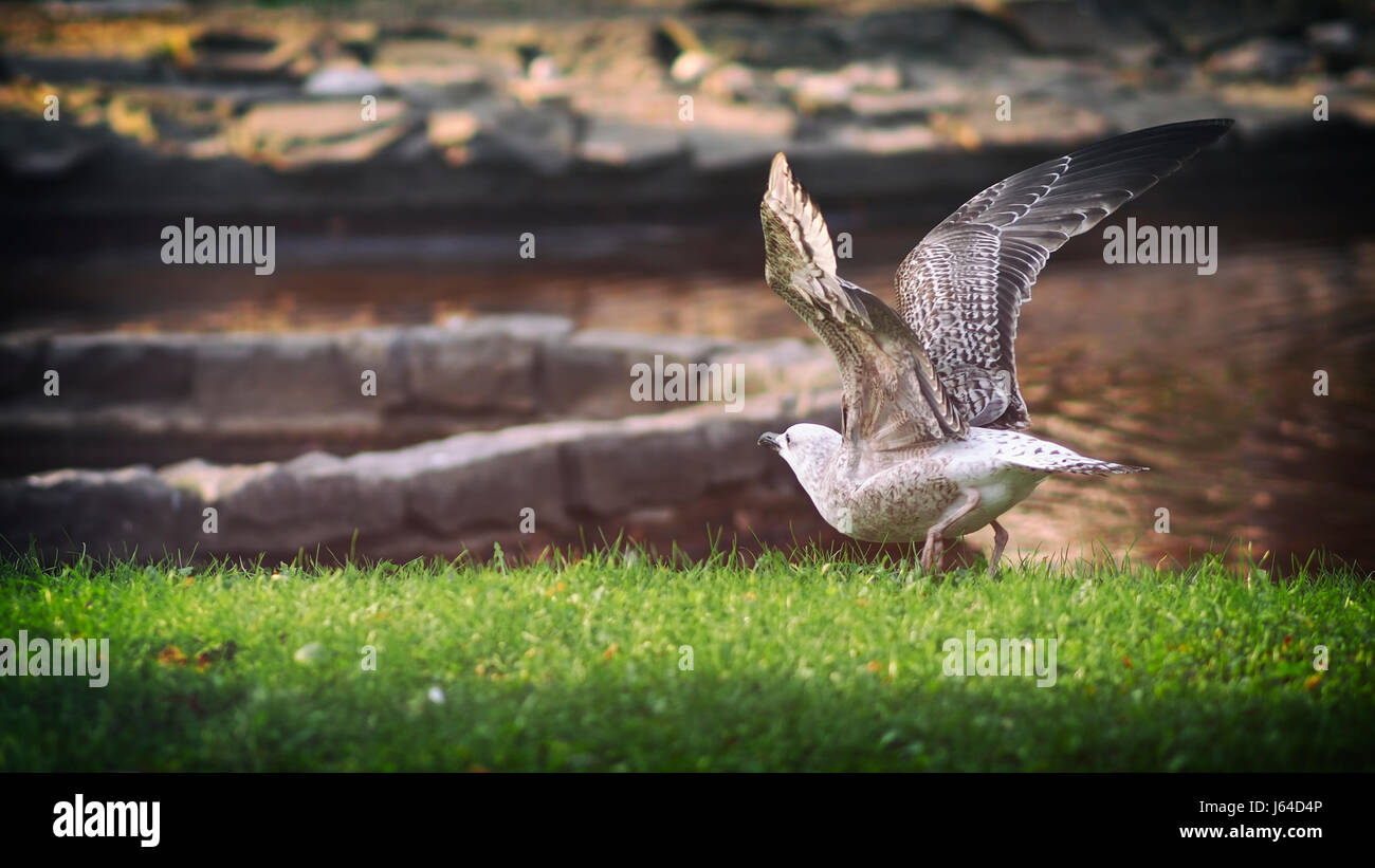 Seagull. Bereit zu fliegen. Abziehen. Stockfoto