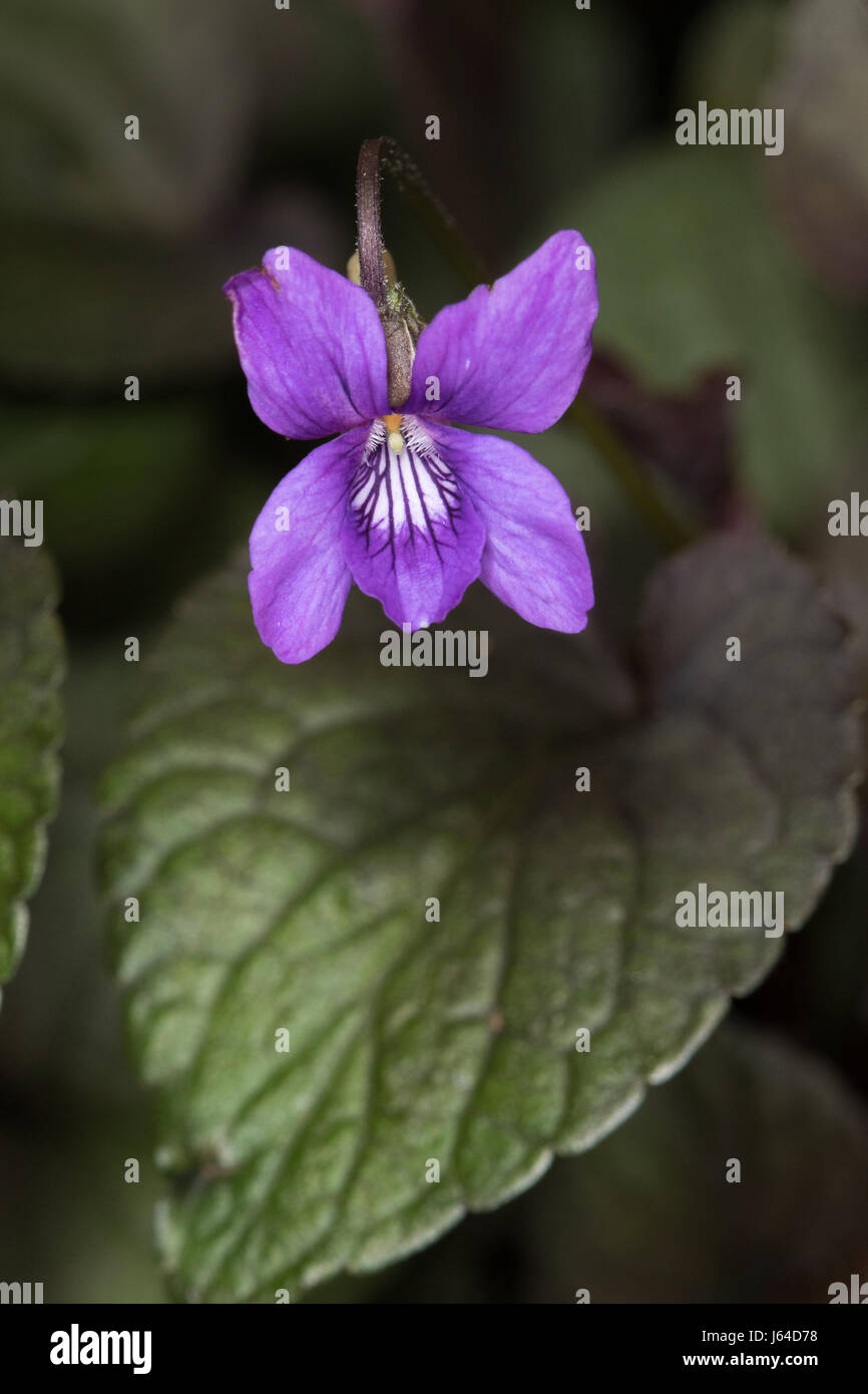 Gemeinsamen Hund-Veilchen (Viola Riviniana) Stockfoto