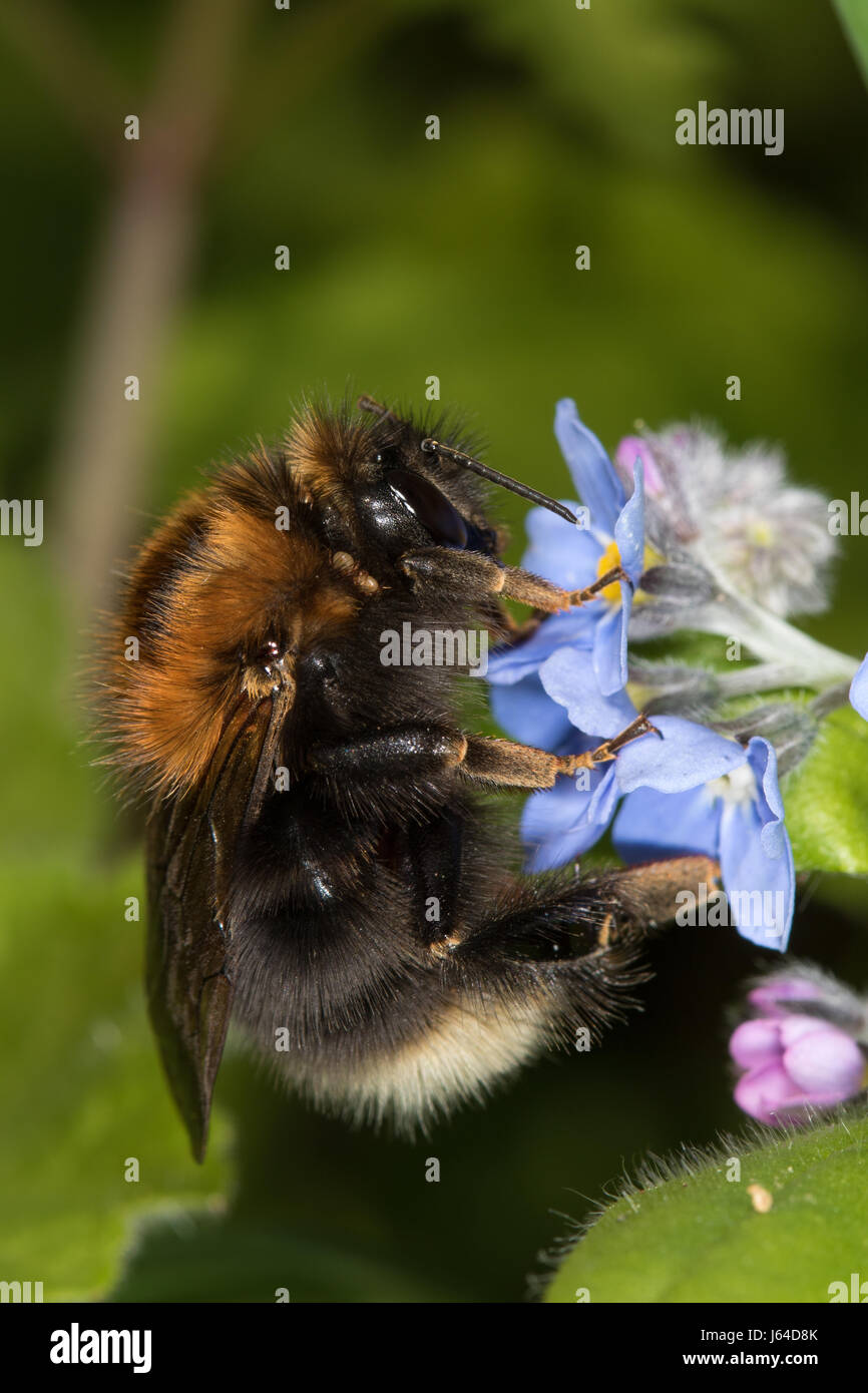 Bombus Hypnorum Königin Fütterung auf Holz-Vergissmeinnicht (Myosotis Sylvatica) Blumen Stockfoto