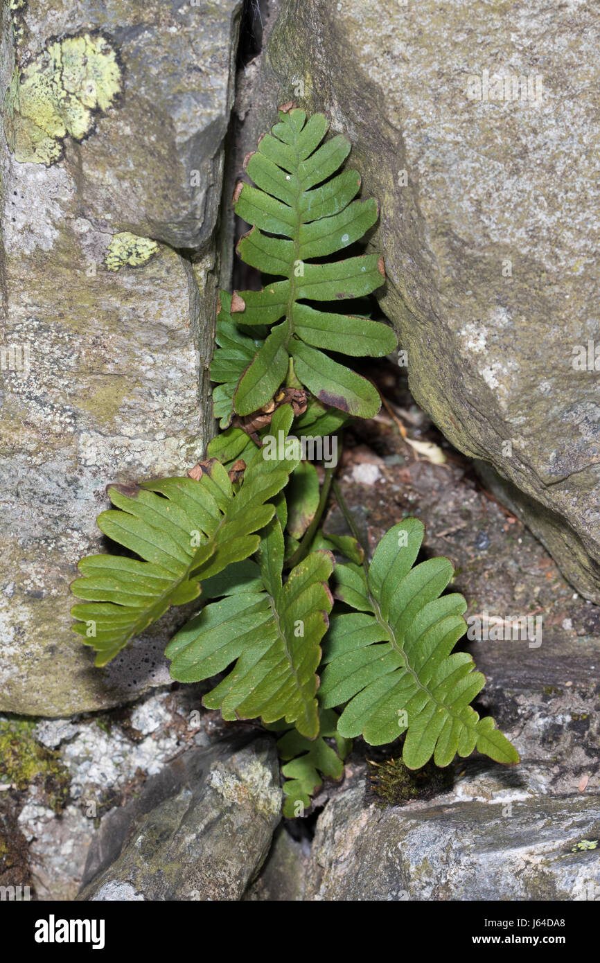 Gemeinsamen Maisöl (Polypodium Vulgare) wächst in den Sprung von einer Trockensteinmauer Stockfoto
